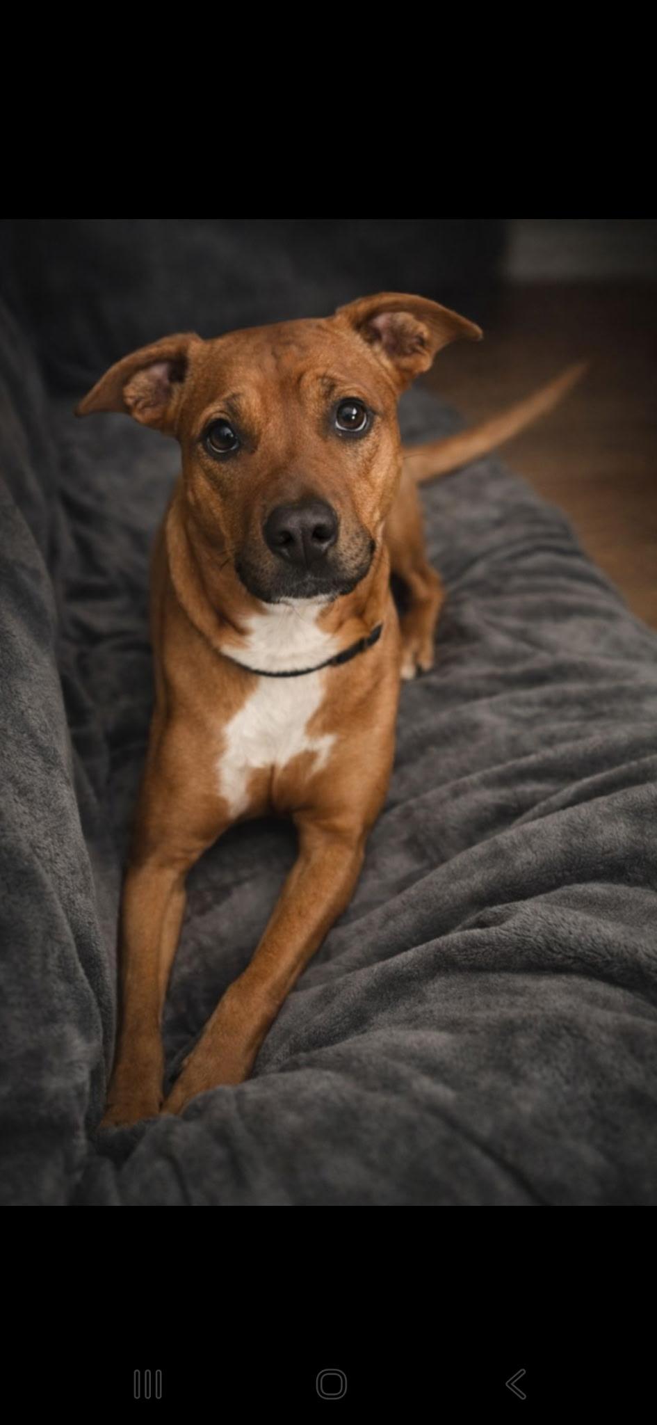 Mercy, Adoptable, Young Female Black Mouth Cur.