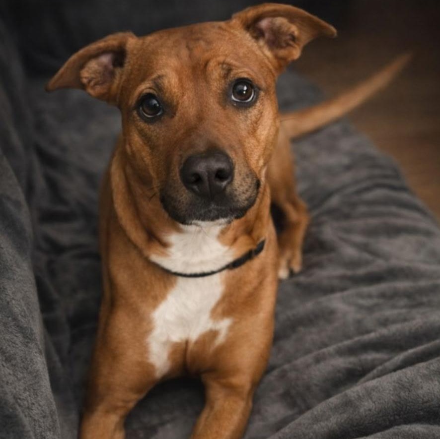 Enlarge Mercy, a Adoptable Black Mouth Cur in Brentwood, TN image 1/2