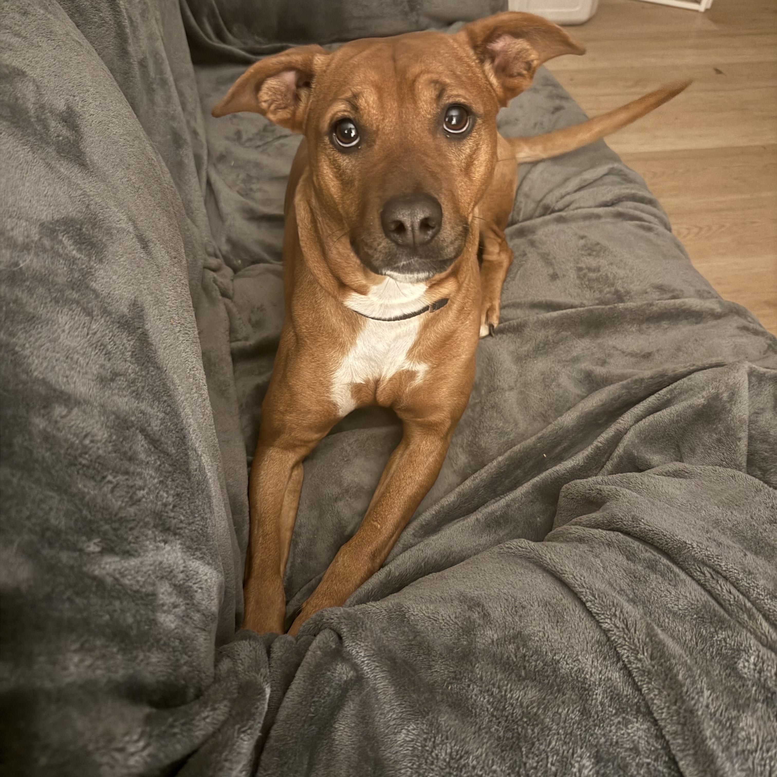 Enlarge Mercy, a Adoptable Black Mouth Cur in Brentwood, TN image 1/2