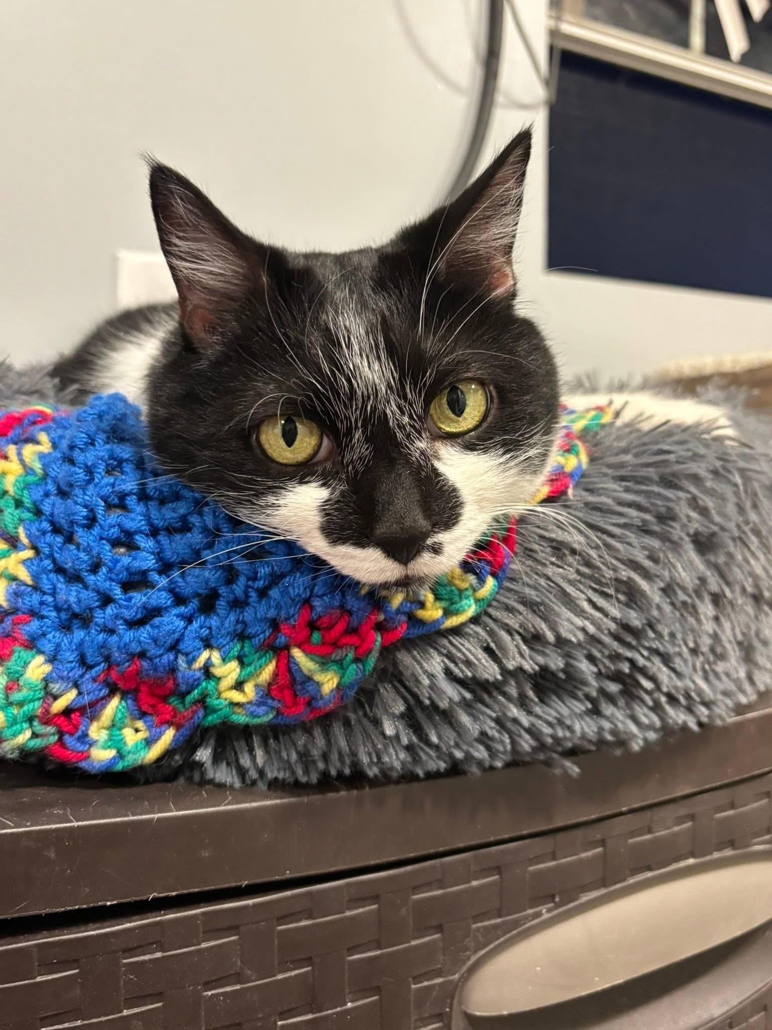 Tiny, a ADOPTABLE Domestic Short Hair in Chicago, IL image 1/6