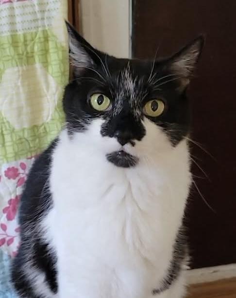 Tiny, a ADOPTABLE Domestic Short Hair in Chicago, IL image 3/6