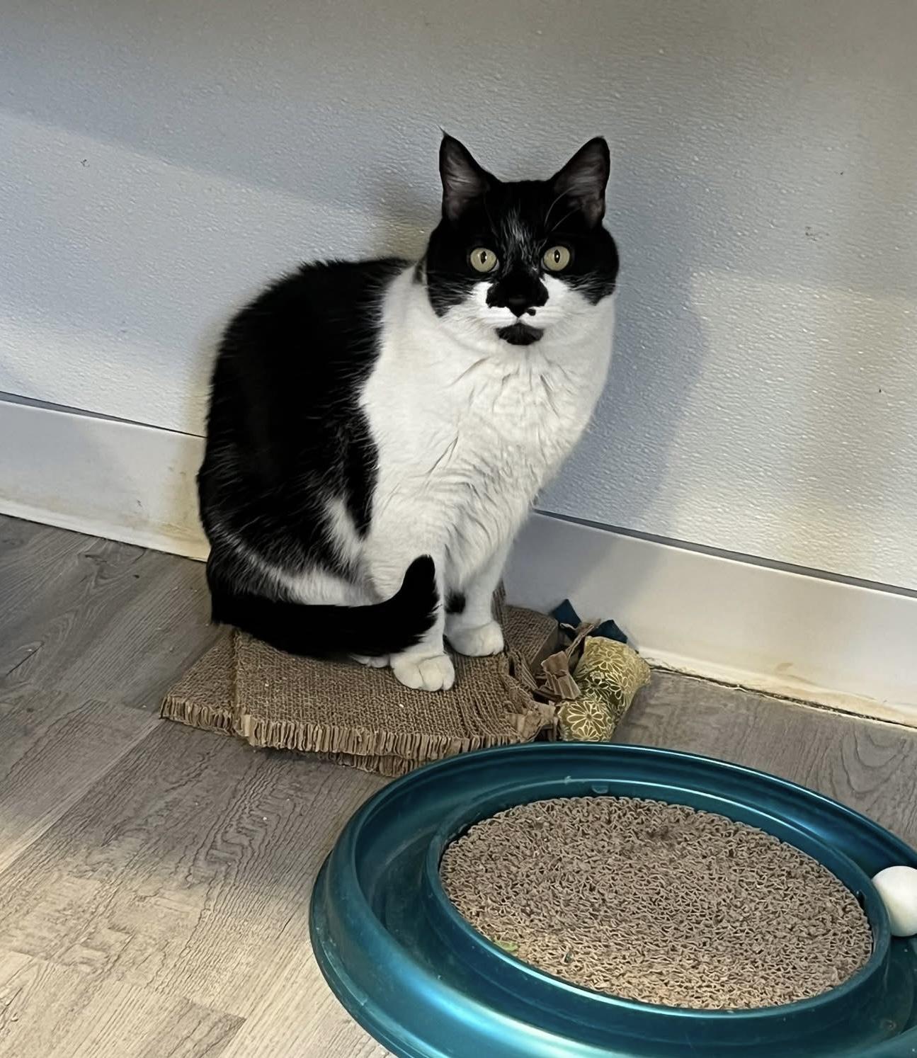 Tiny, a ADOPTABLE Domestic Short Hair in Chicago, IL image 2/6
