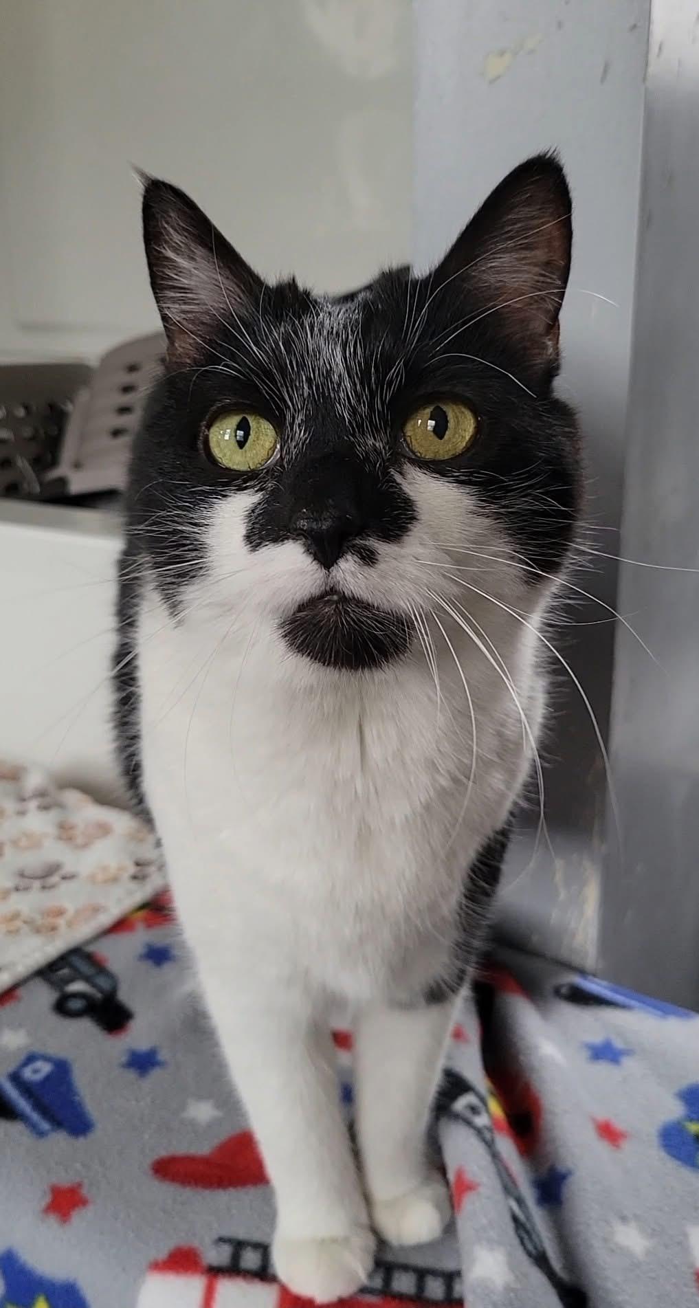 Tiny, a ADOPTABLE Domestic Short Hair in Chicago, IL image 4/6
