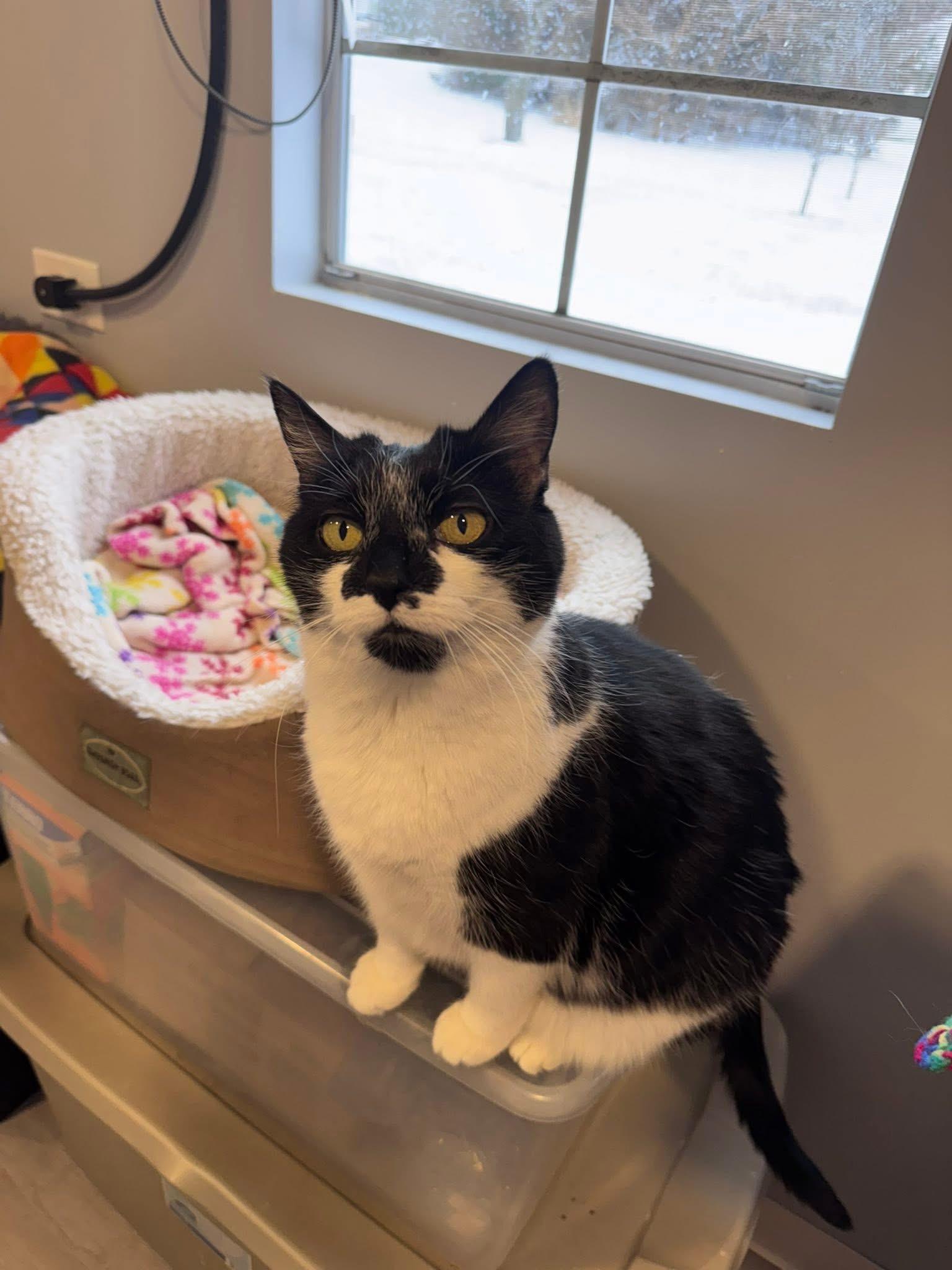 Tiny, a ADOPTABLE Domestic Short Hair in Chicago, IL image 6/6