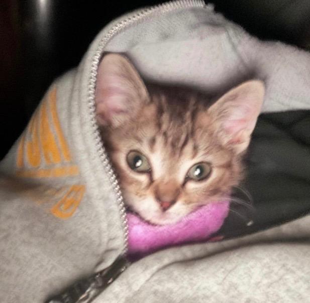 Enlarge Millie, a Adoptable mixed breed in Crandon, WI image 1/1