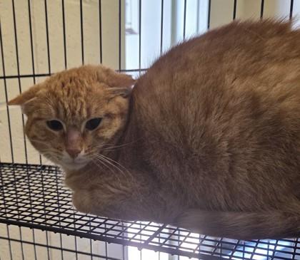 Booger, Adoptable, Adult Male Domestic Short Hair & Domestic Short Hair.