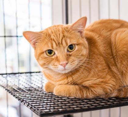 Enlarge Booger, a Adoptable mixed breed in Fairhope, AL image 1/1