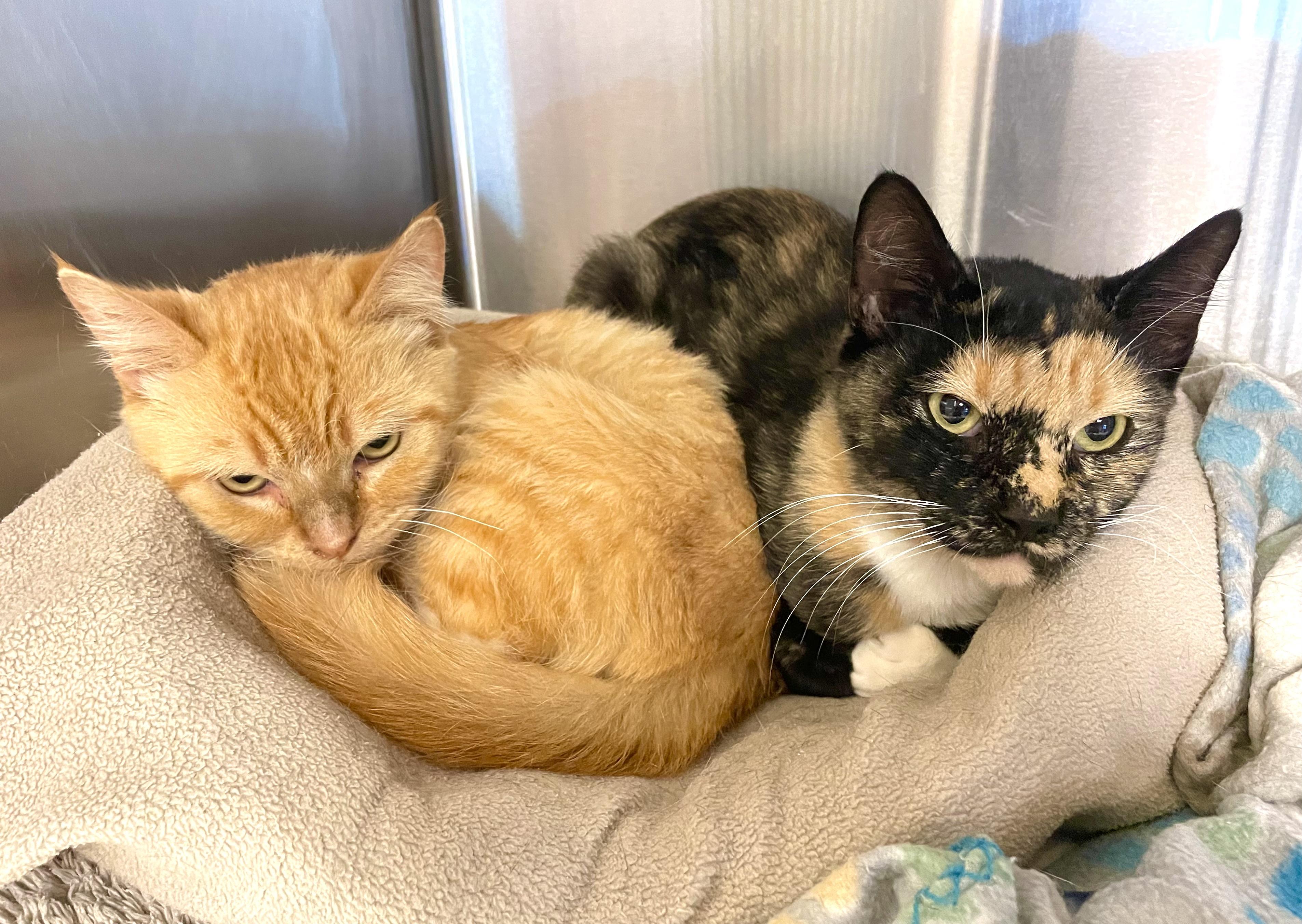 Enlarge Wisteria, a Adoptable mixed breed in Stanwood, WA image 3/6