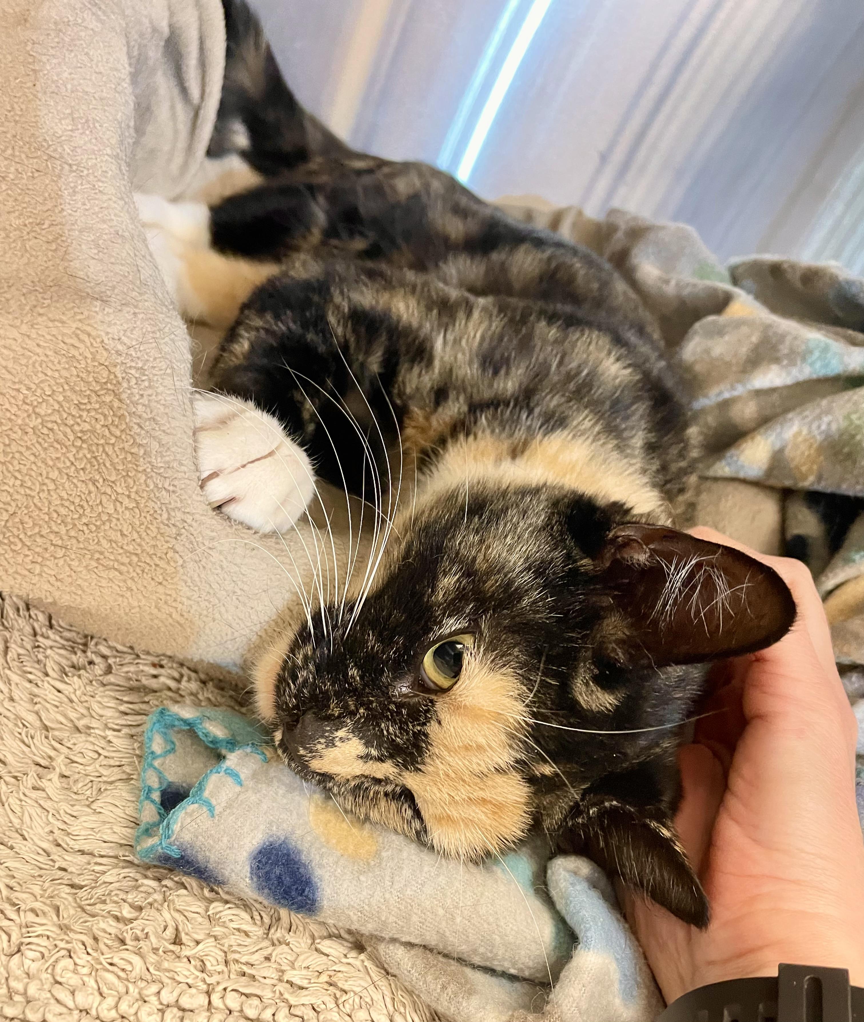 Enlarge Wisteria, a Adoptable mixed breed in Stanwood, WA image 1/6