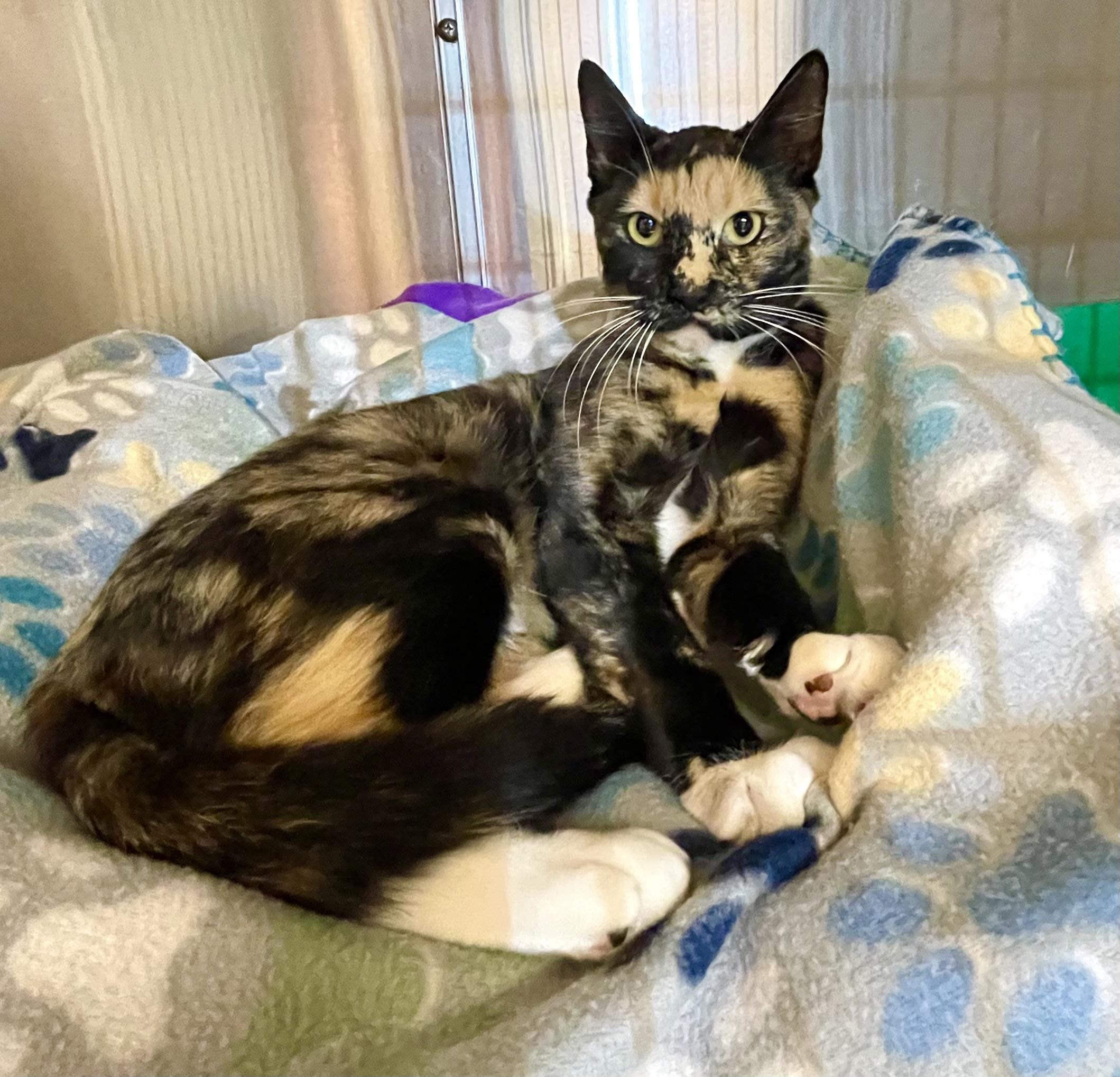 Enlarge Wisteria, a Adoptable mixed breed in Stanwood, WA image 4/6