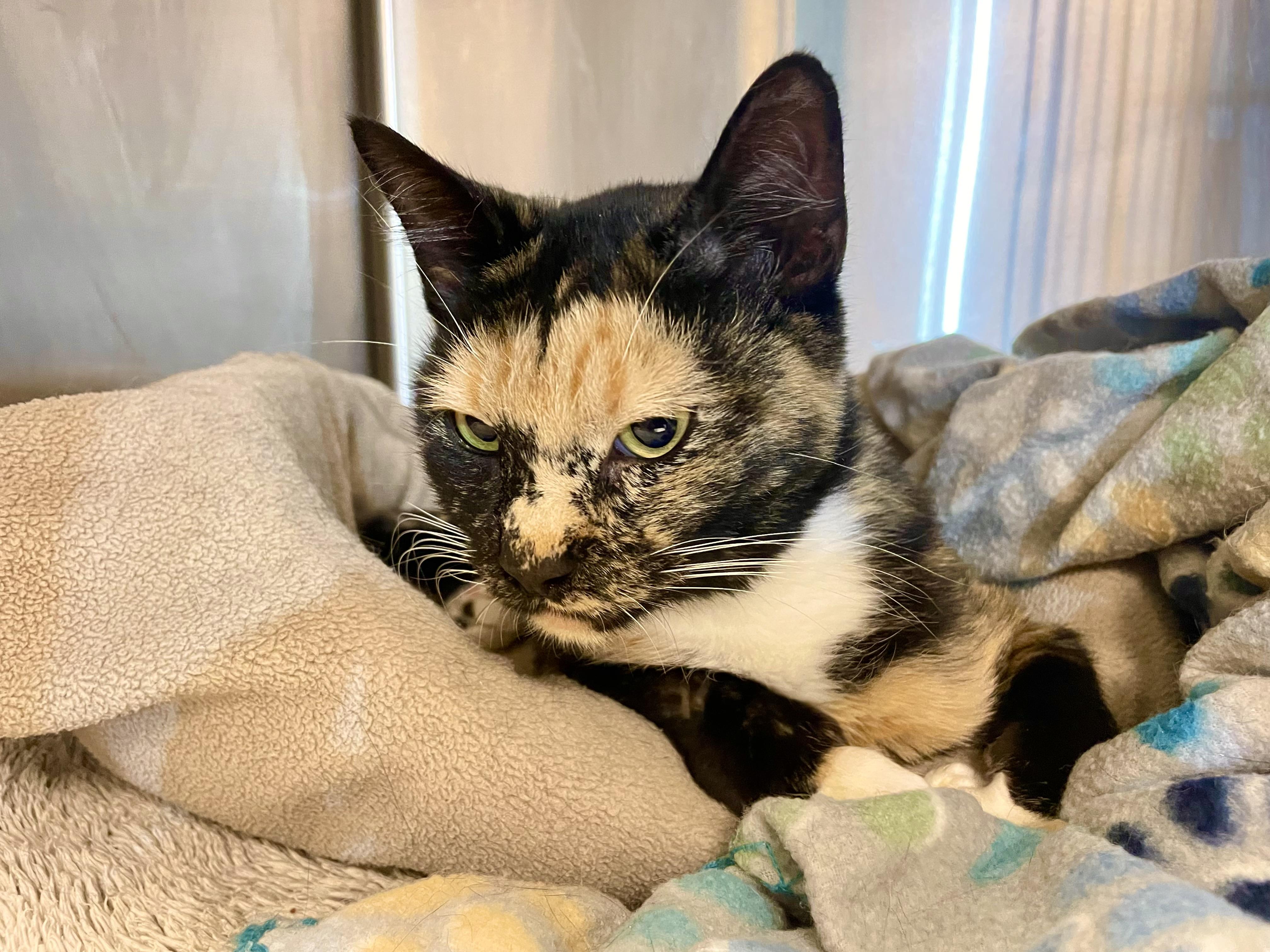 Enlarge Wisteria, a Adoptable mixed breed in Stanwood, WA image 2/6