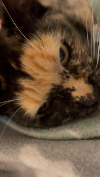 Enlarge Wisteria, a Adoptable mixed breed in Stanwood, WA video 6/6