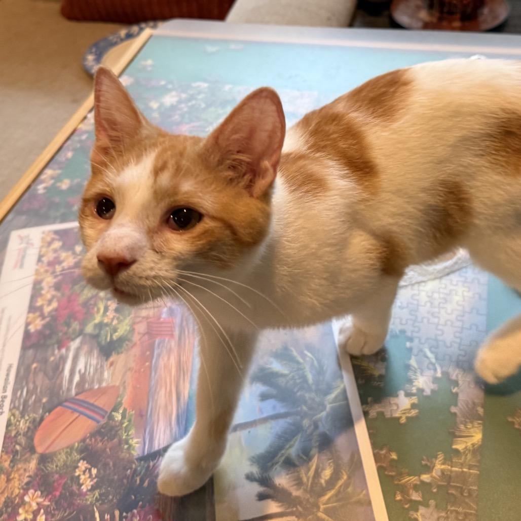 Garrett, Adoptable, Young Male Domestic Short Hair.