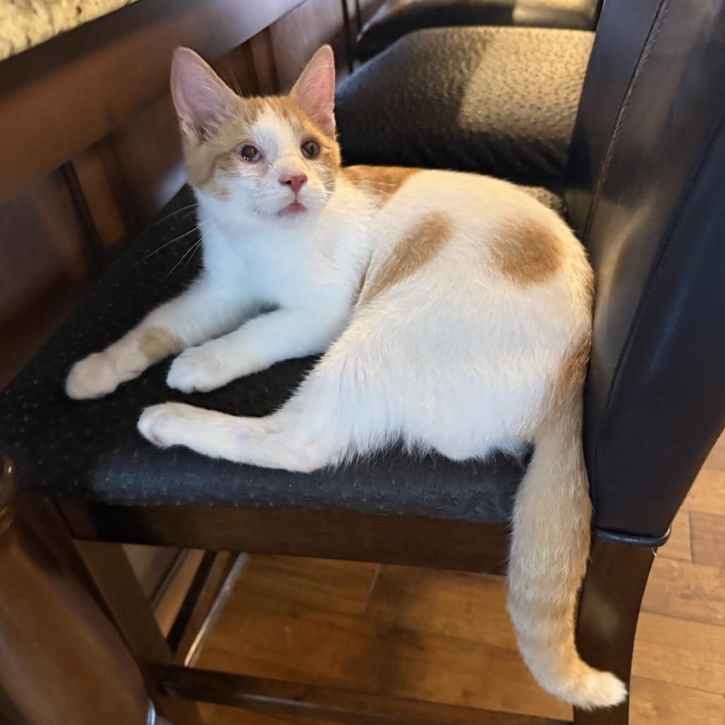Enlarge Garrett, a Adoptable Domestic Short Hair in La Grange, KY image 4/5