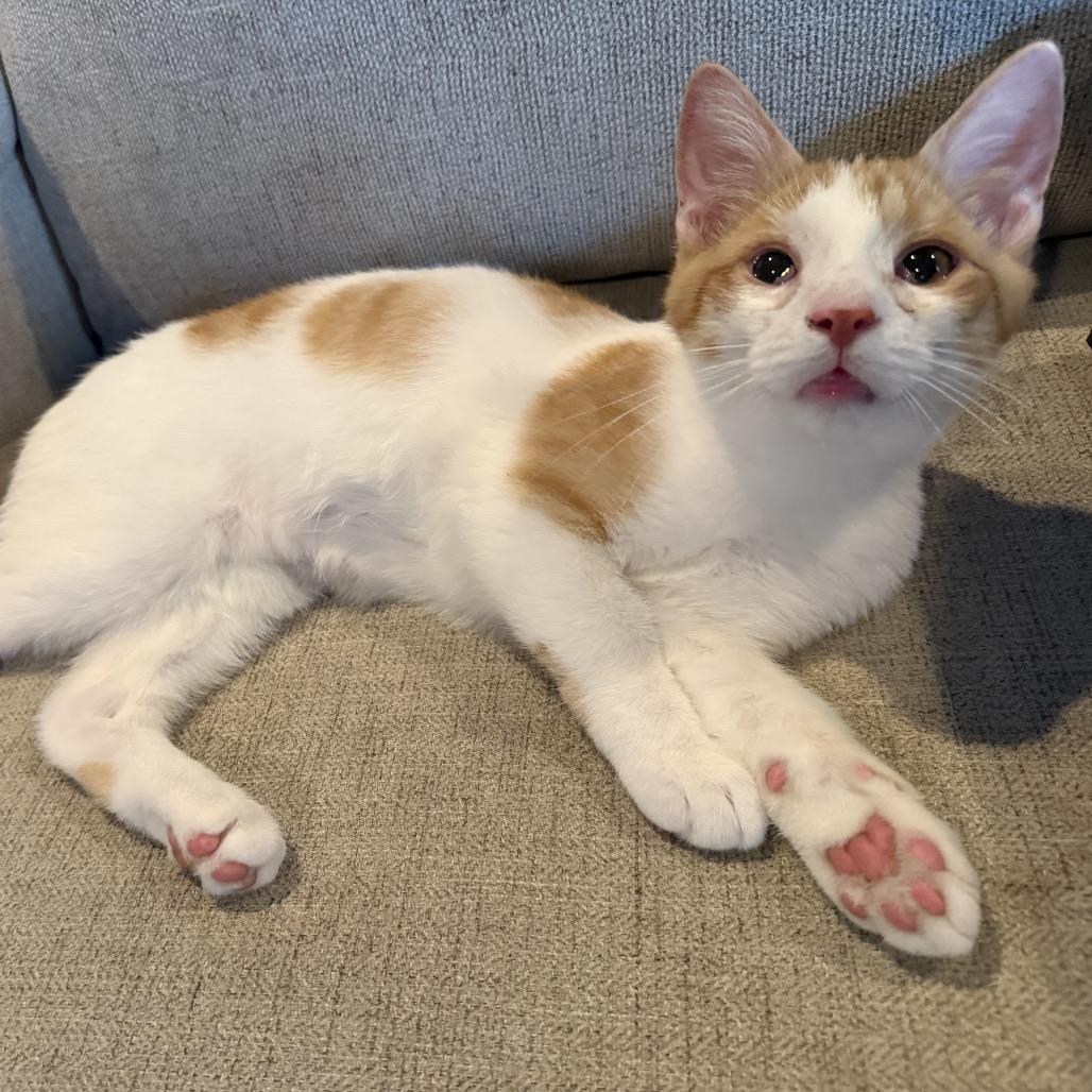 Enlarge Garrett, a Adoptable Domestic Short Hair in La Grange, KY image 5/5
