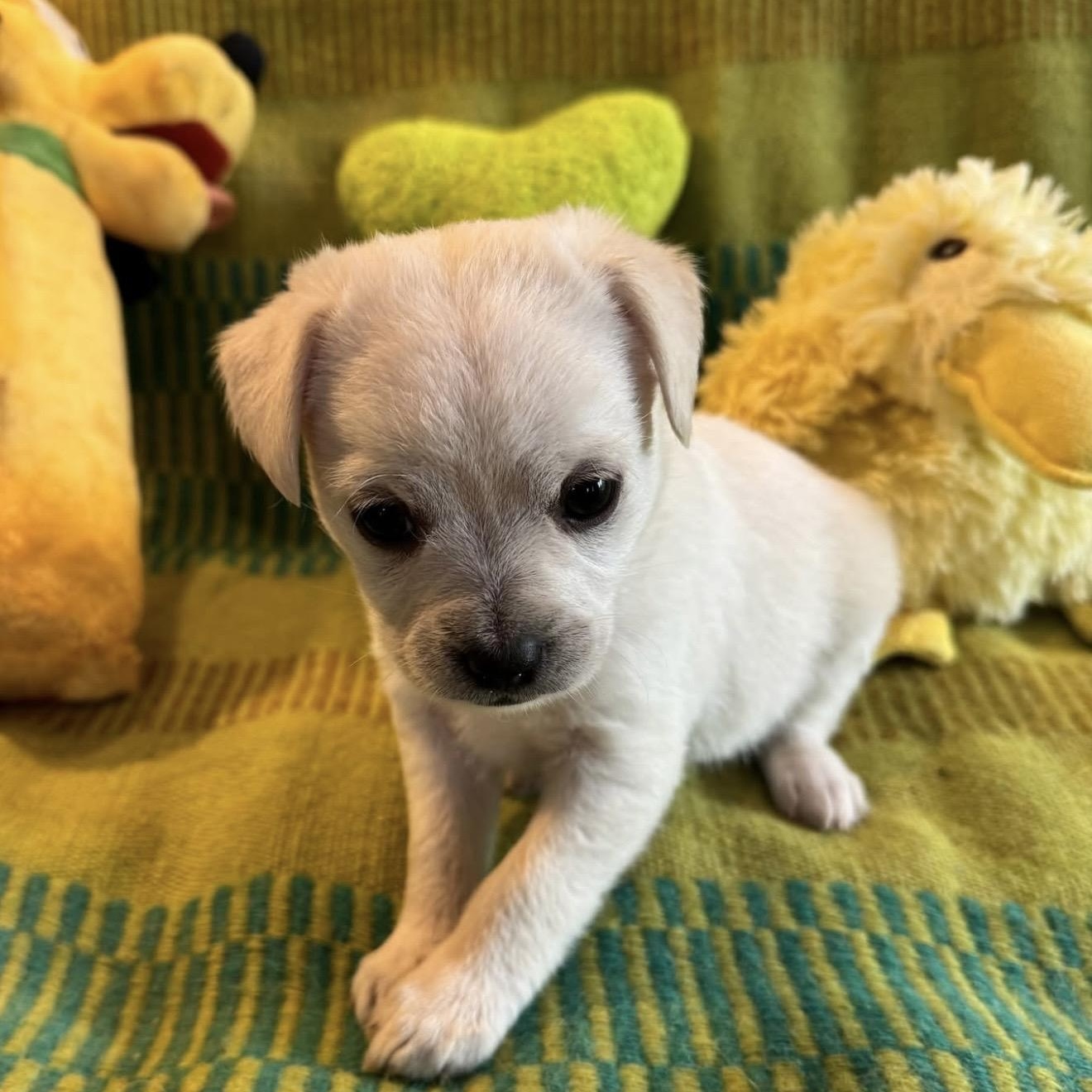 Enlarge Jedi, a ADOPTABLE mixed breed in Santa Rosa, CA image 2/2