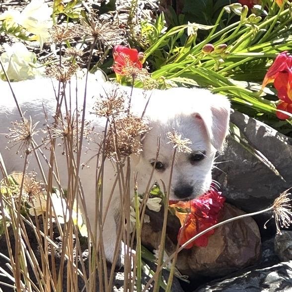 Enlarge Jedi, a ADOPTABLE mixed breed in Santa Rosa, CA image 1/2