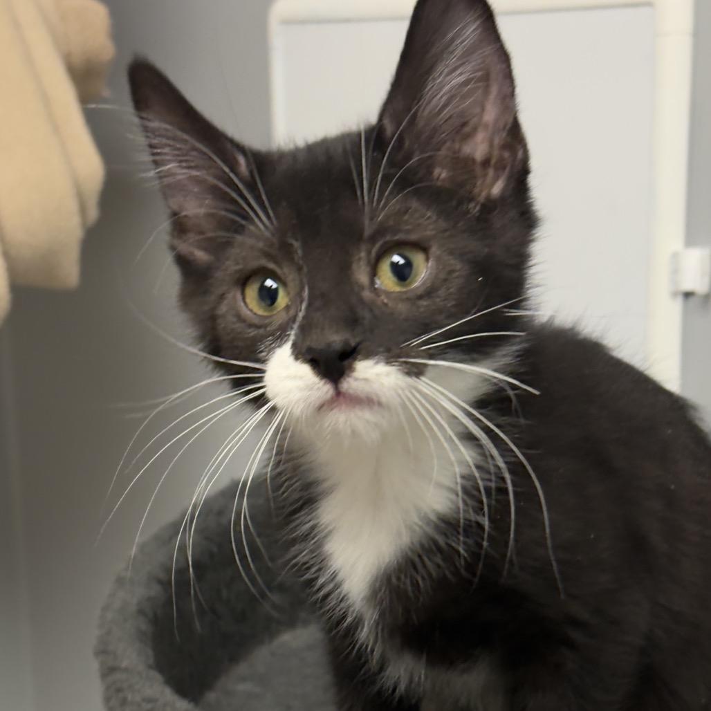 Jameson, ADOPTABLE, Kitten Male Domestic Short Hair.