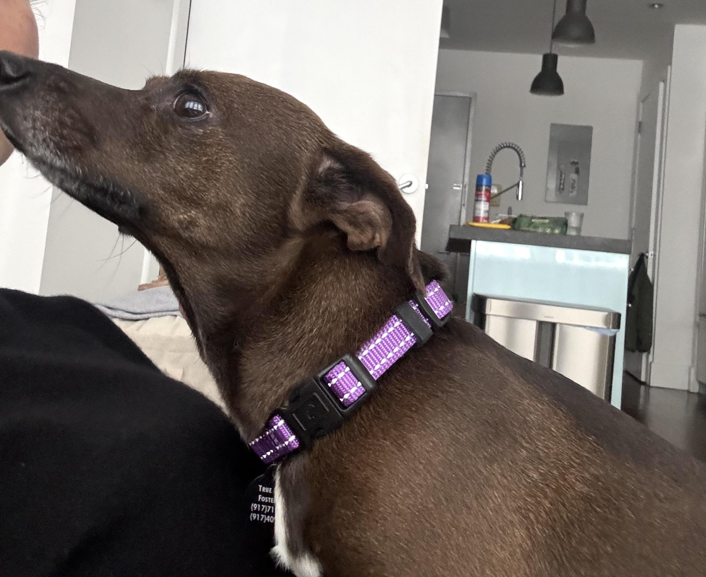 Enlarge Wiesel, a ADOPTABLE mixed breed in Brooklyn, NY image 6/6