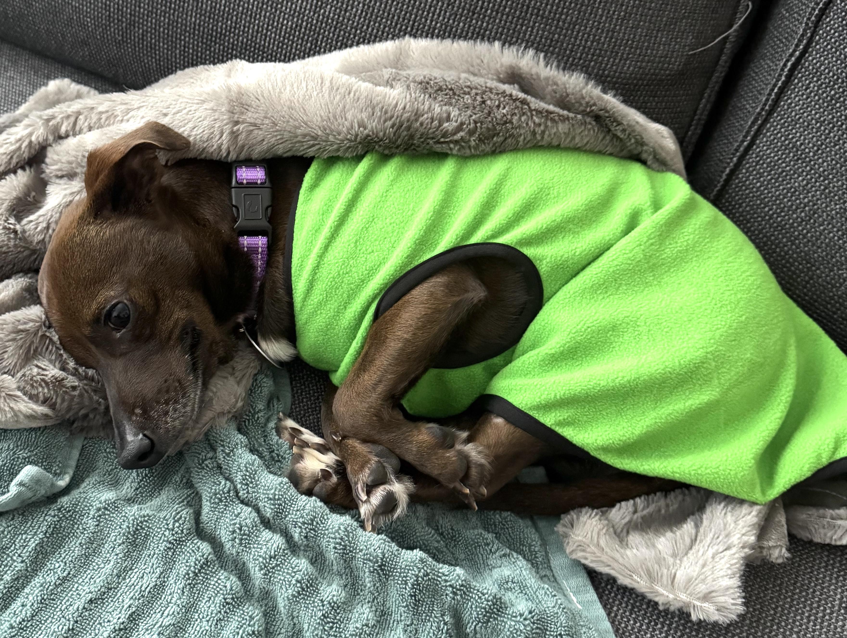 Enlarge Wiesel, a ADOPTABLE mixed breed in Brooklyn, NY image 4/6