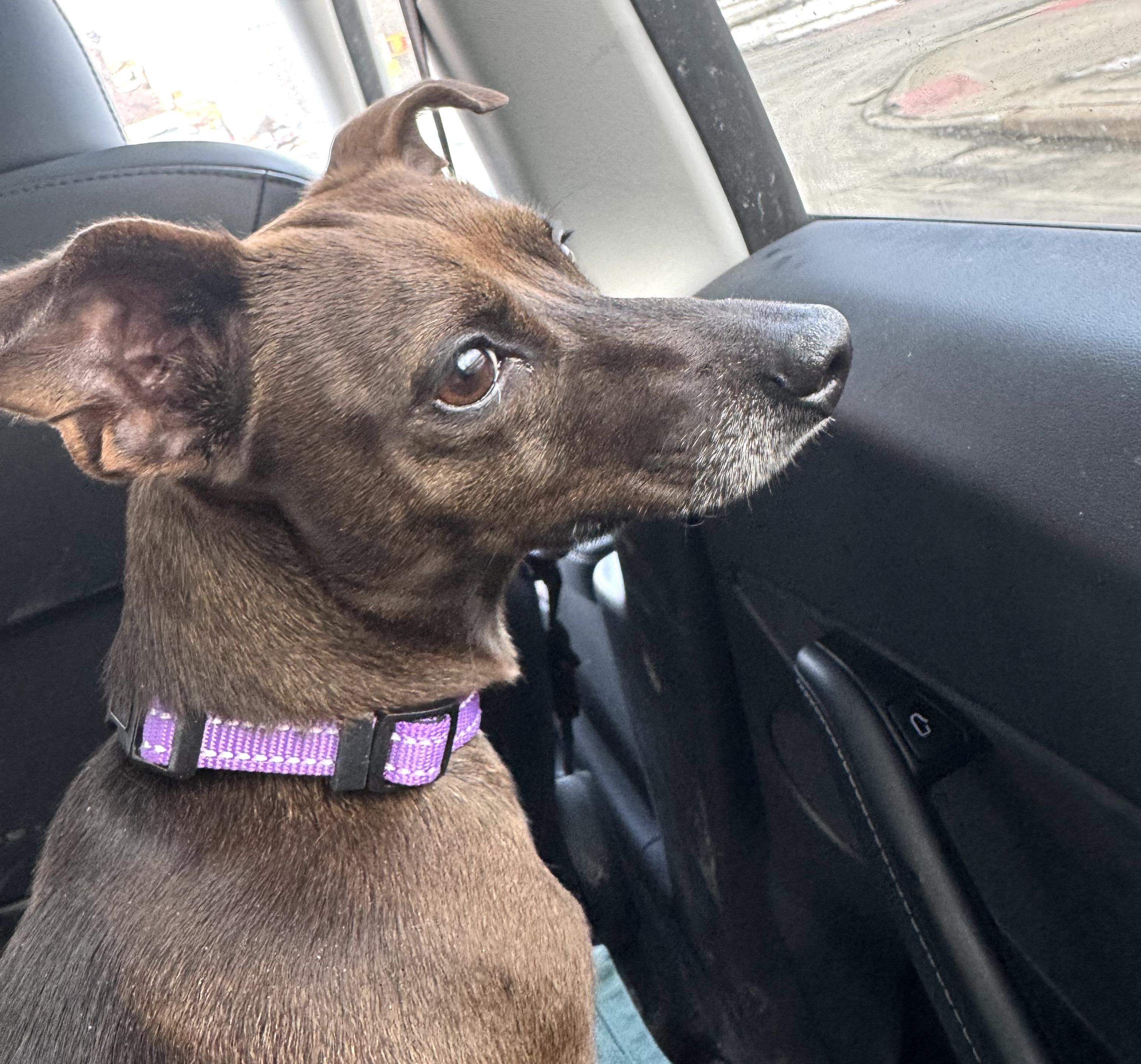 Enlarge Wiesel, a ADOPTABLE mixed breed in Brooklyn, NY image 5/6