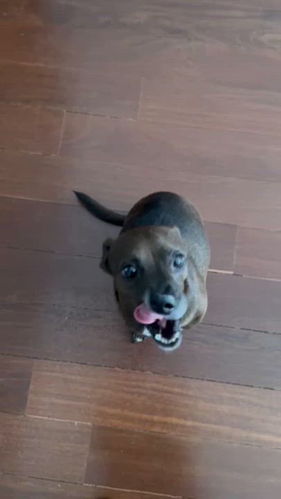 Enlarge Wiesel, a ADOPTABLE mixed breed in Brooklyn, NY video 3/6