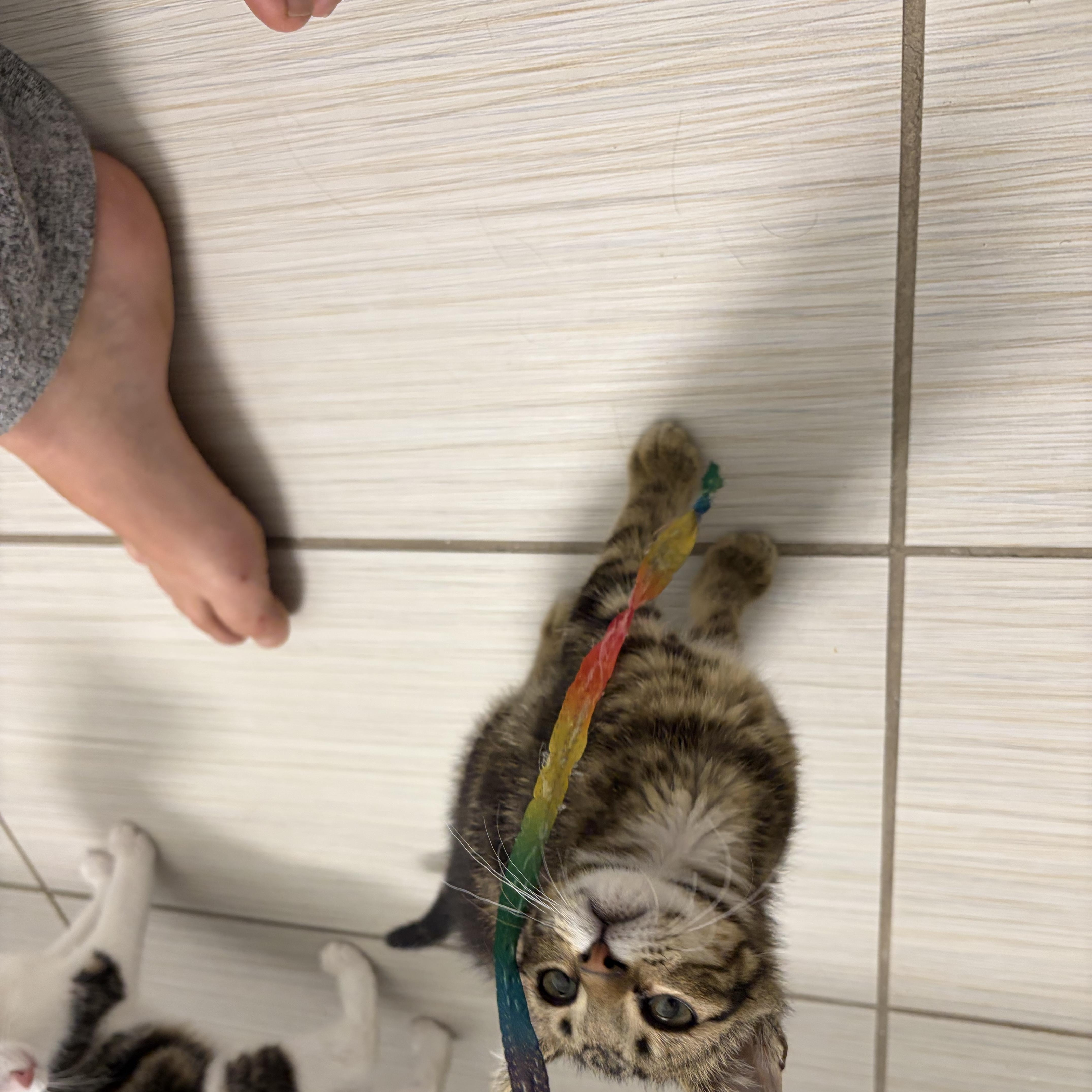 Rascal, Adoptable, Young Male Domestic Short Hair.