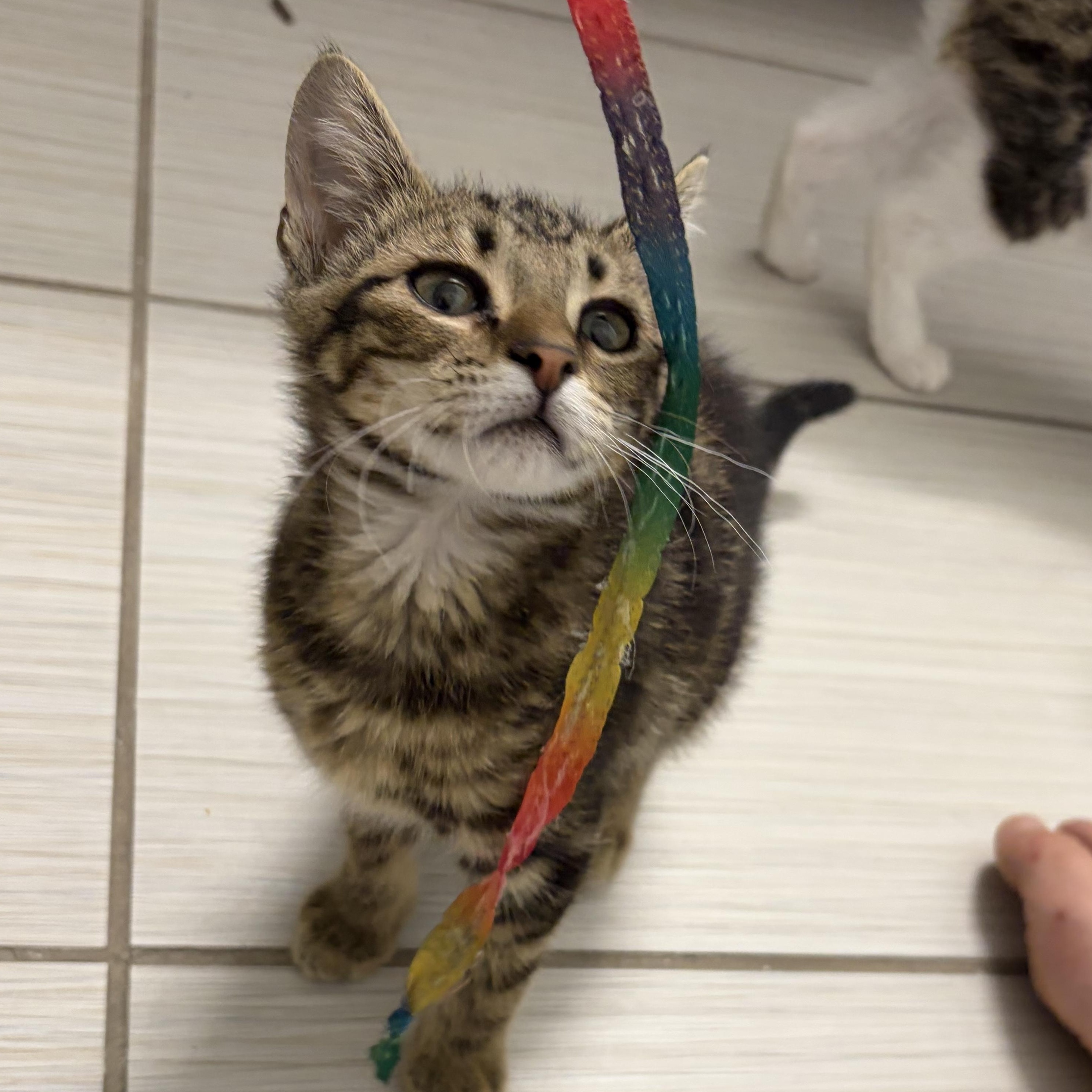 Enlarge Rascal, a Adoptable Domestic Short Hair in Denver, CO image 1/3
