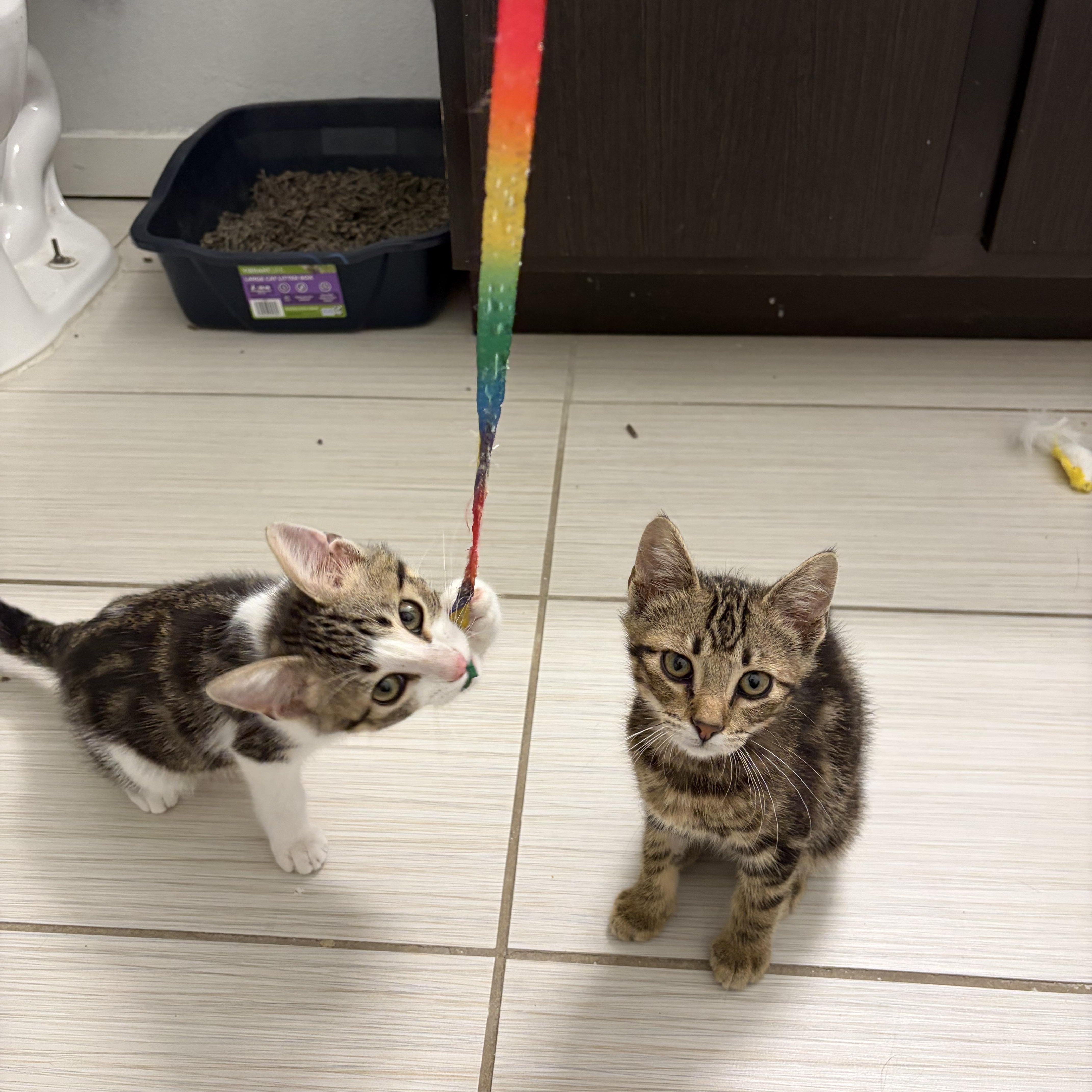 Enlarge Rascal, a Adoptable Domestic Short Hair in Denver, CO image 2/3
