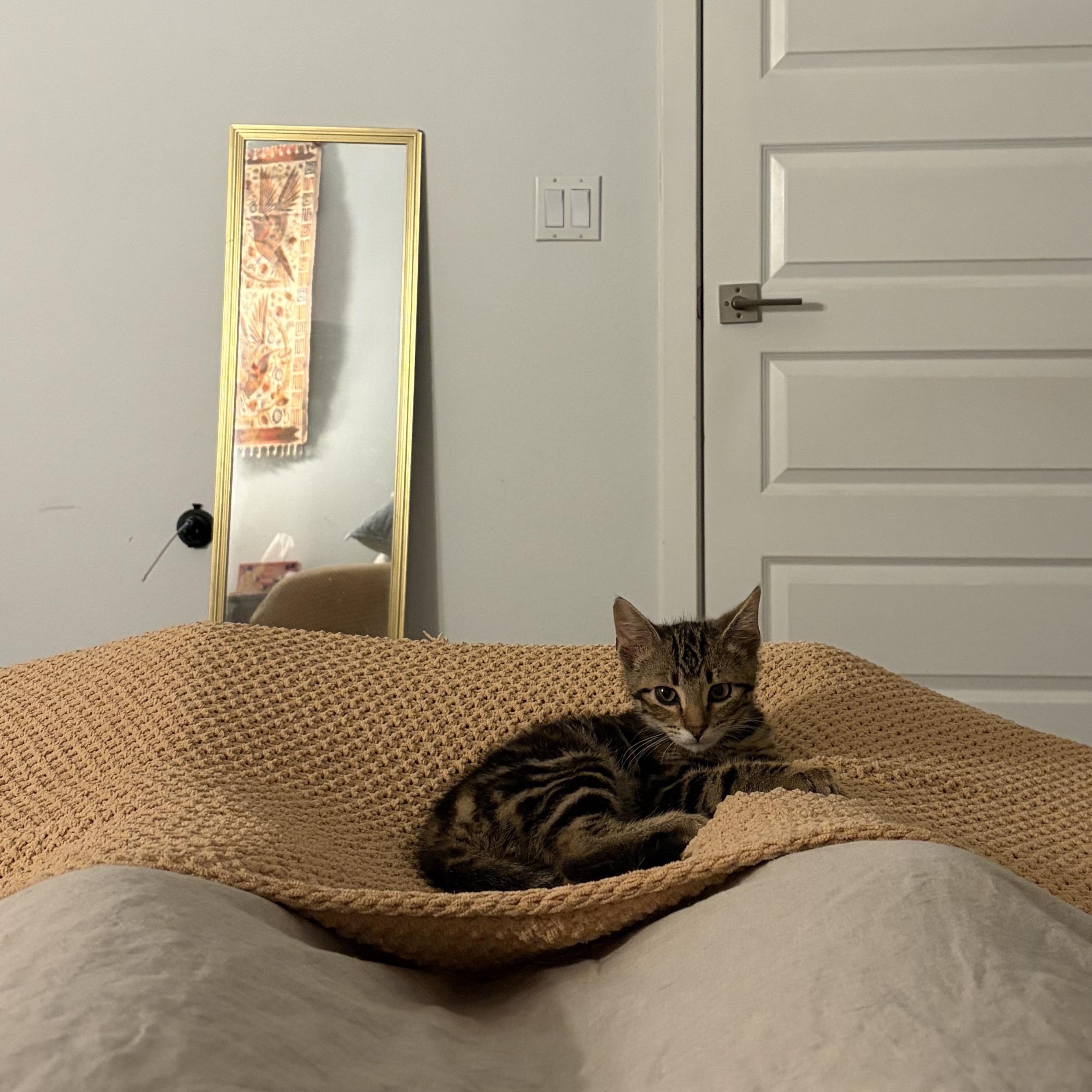 Enlarge Rascal, a Adoptable Domestic Short Hair in Denver, CO image 3/3