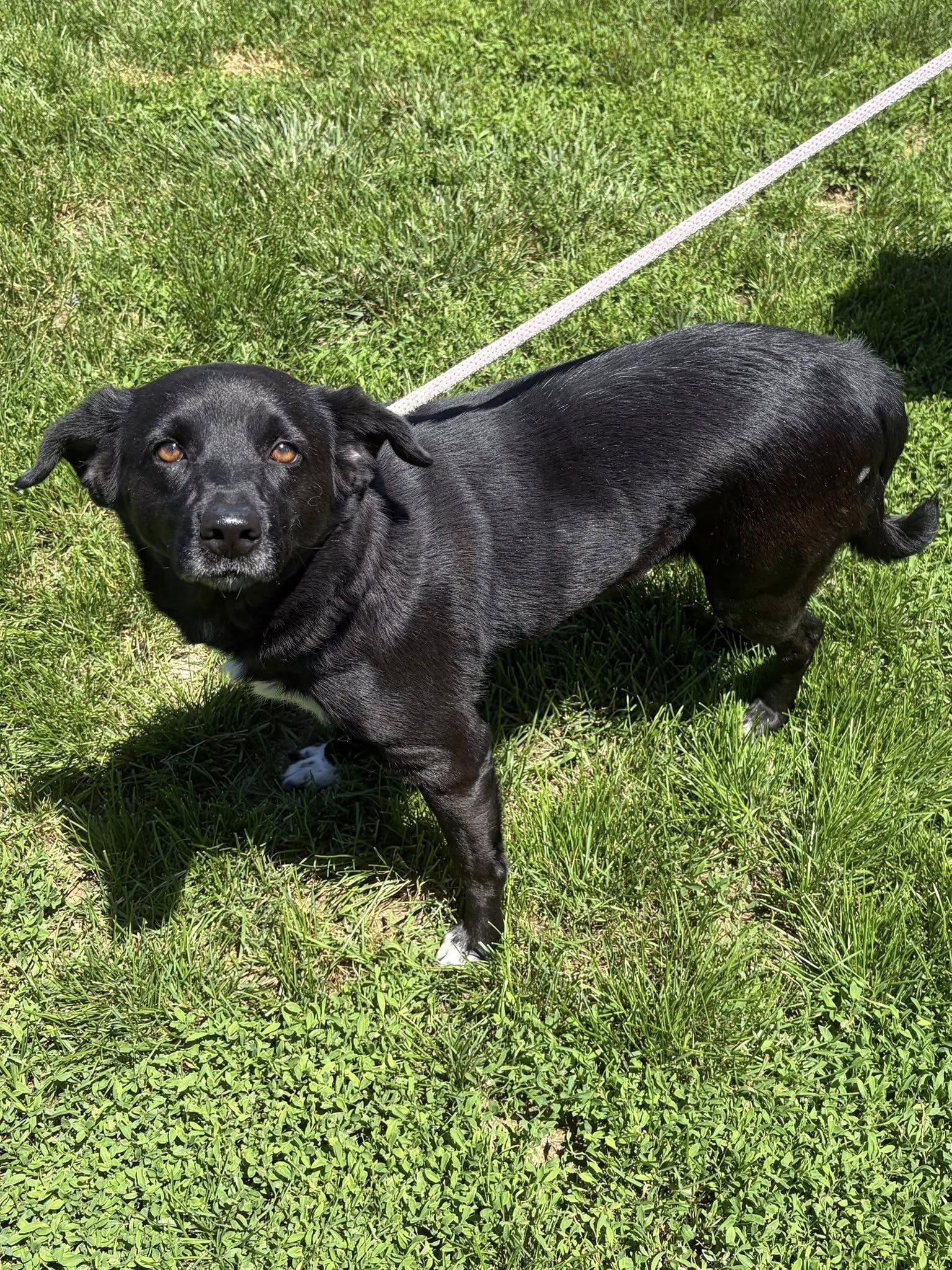 Enlarge Roxy, an adopted Black Labrador Retriever in Winchester, VA image 2/6