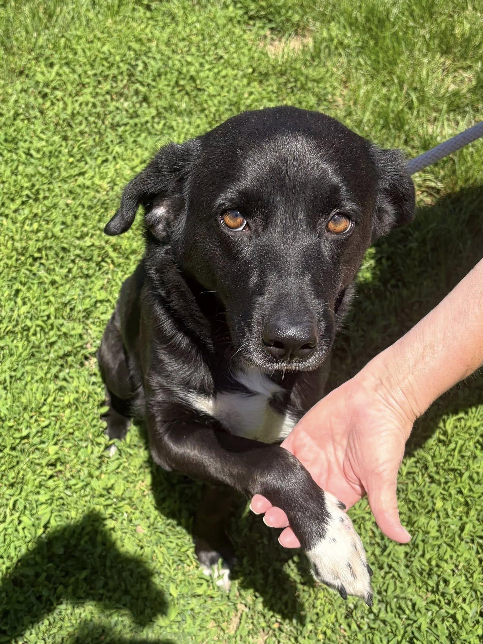 Enlarge Roxy, an adopted Black Labrador Retriever in Winchester, VA image 3/6