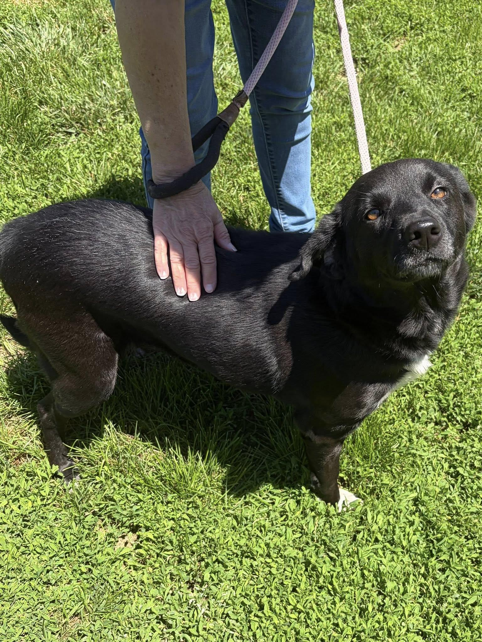 Enlarge Roxy, an adopted Black Labrador Retriever in Winchester, VA image 4/6