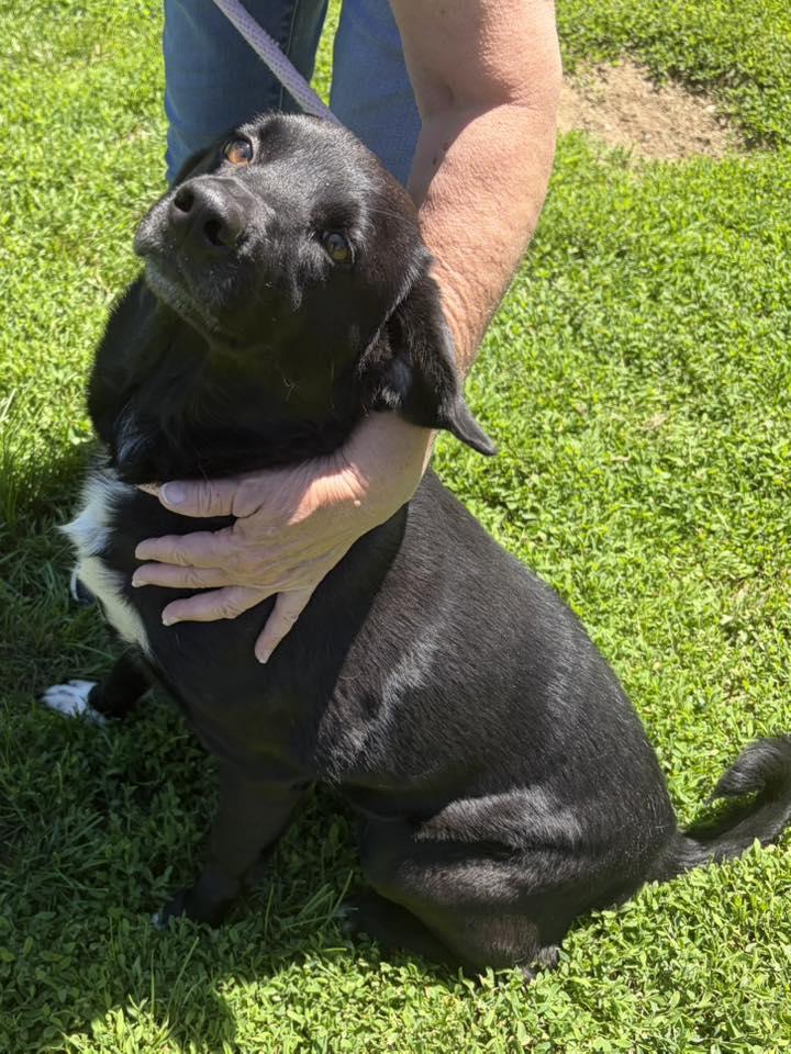 Enlarge Roxy, an adopted Black Labrador Retriever in Winchester, VA image 5/6