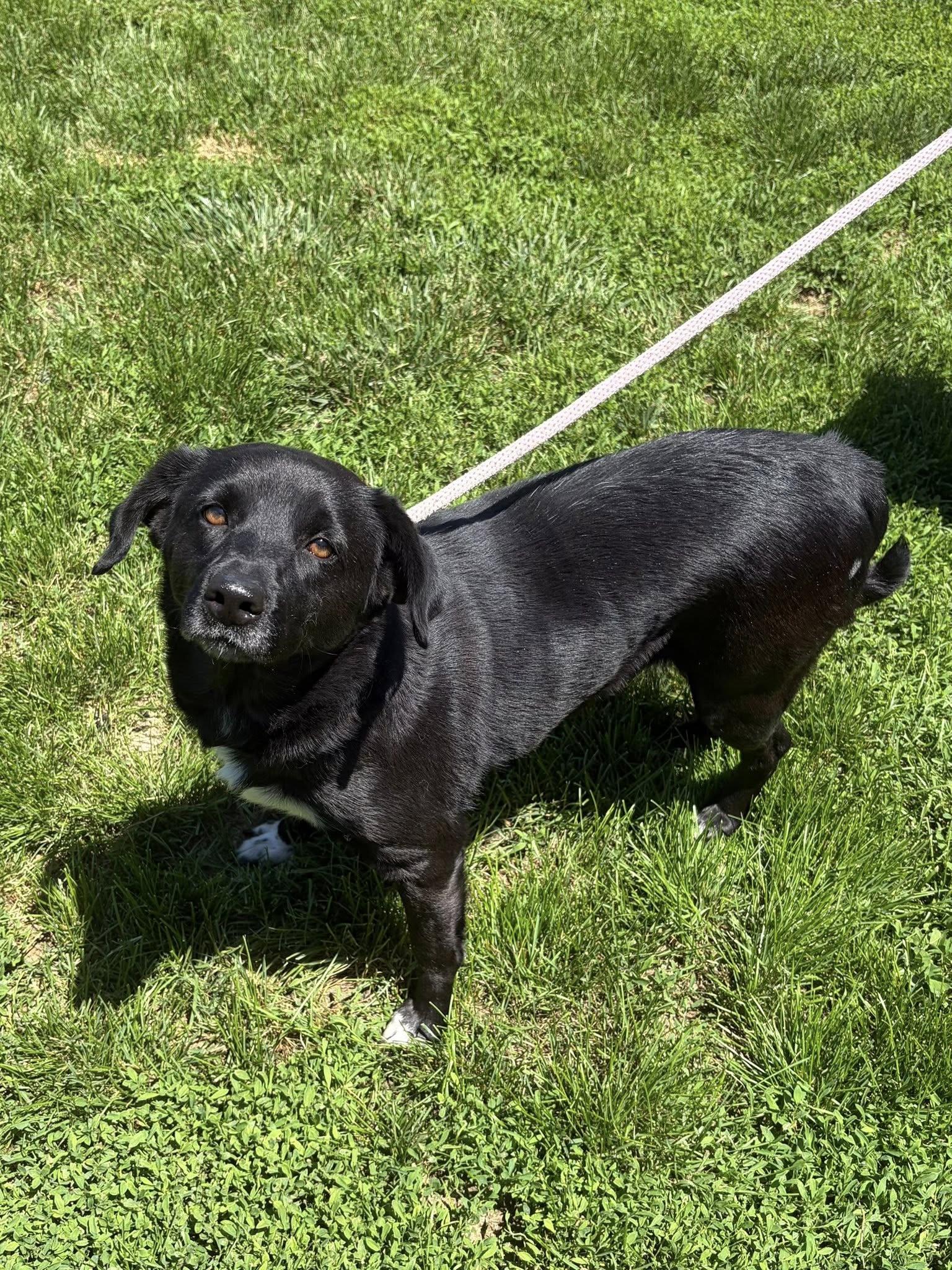Enlarge Roxy, an adopted Black Labrador Retriever in Winchester, VA image 6/6
