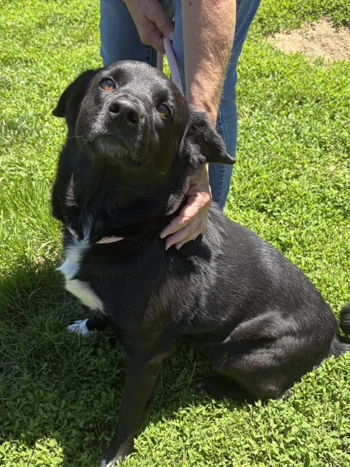 Roxy, adopted, Adult Female Black Labrador Retriever.