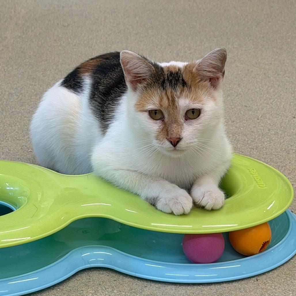 Dahlia, Adoptable, Young Female Domestic Short Hair.