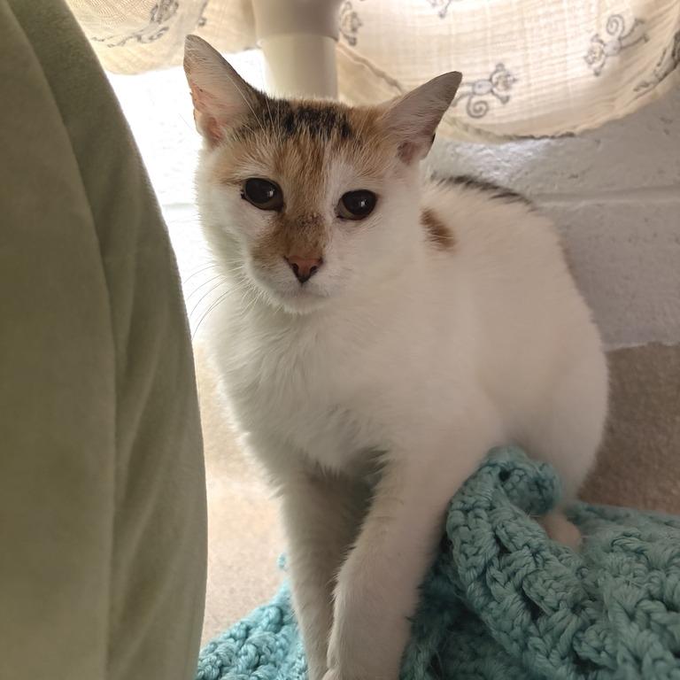 Dahlia, a Adoptable Domestic Short Hair in Marshall, VA image 2/3