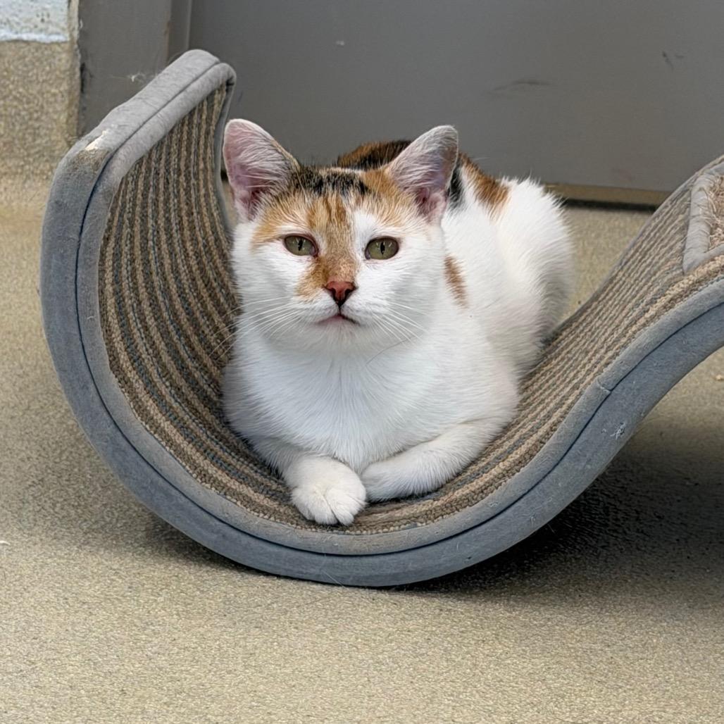 Dahlia, a Adoptable Domestic Short Hair in Marshall, VA image 3/3