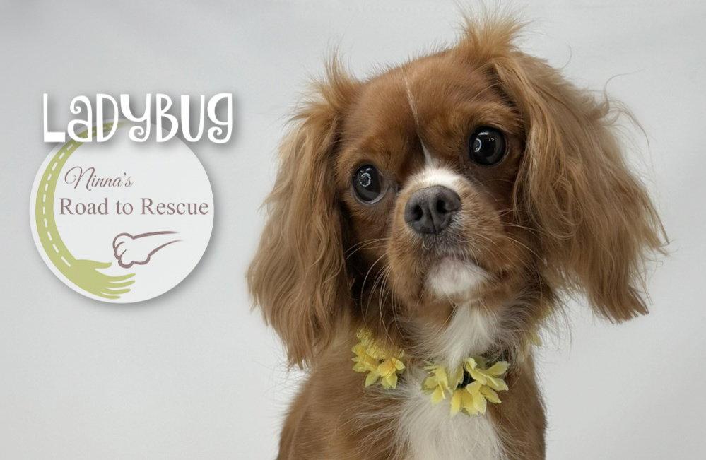 Enlarge Ladybug, a Adopted Cavalier King Charles Spaniel in Benton, LA image 1/3
