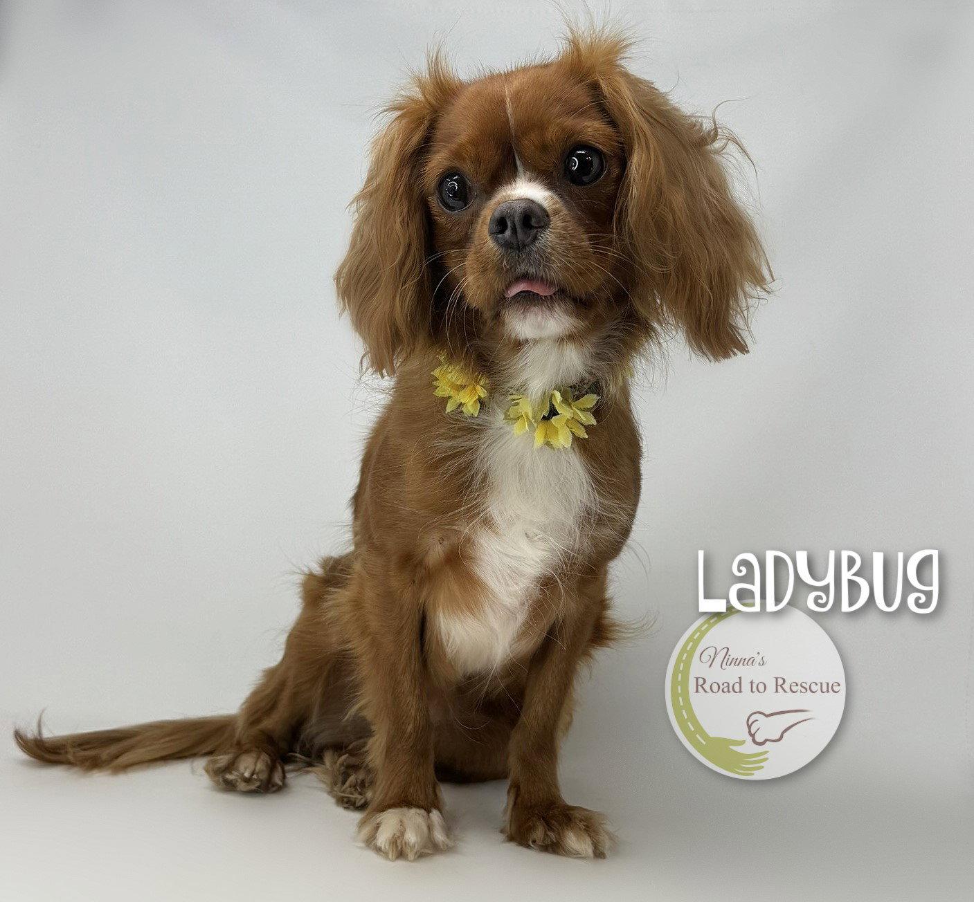 Enlarge Ladybug, a Adopted Cavalier King Charles Spaniel in Benton, LA image 2/3