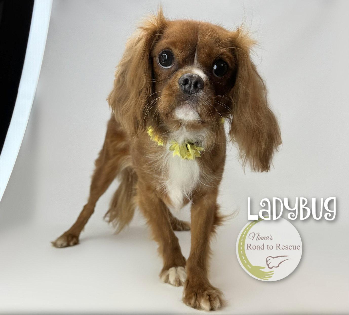 Enlarge Ladybug, a Adopted Cavalier King Charles Spaniel in Benton, LA image 3/3