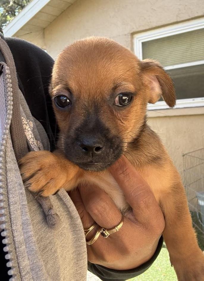 WILBUR, Baby Male Chihuahua