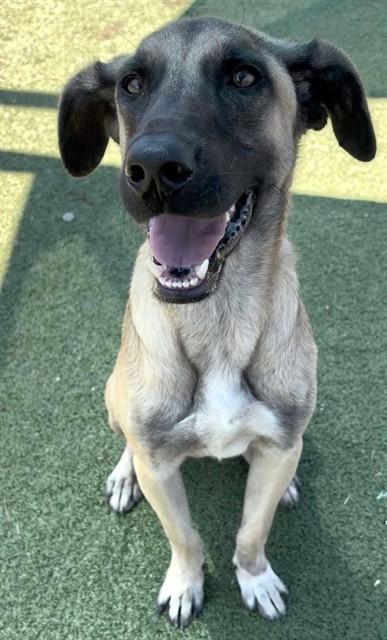 SCOOBA STEVE, Adoptable, Young Male Labrador Retriever & Mixed Breed.