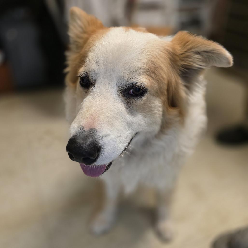 Victor, Adoptable, Adult Male Collie.