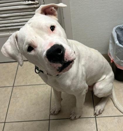 Prince, Adoptable, Adult Male Dogo Argentino & Mixed Breed.
