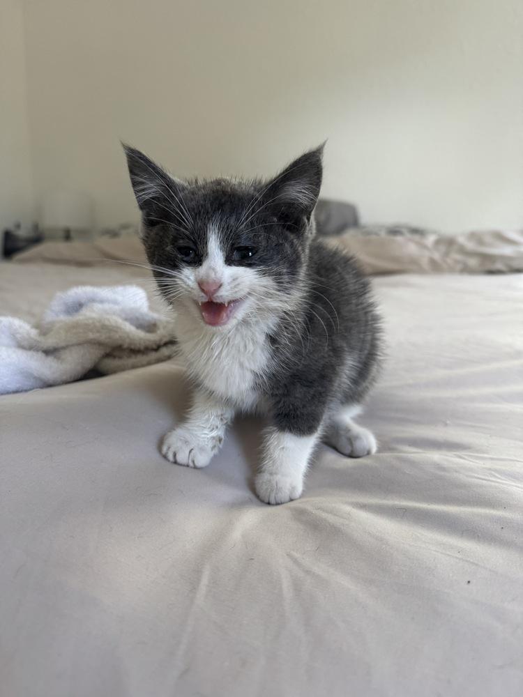 Debrincat, Adoptable, Kitten Female Domestic Short Hair.