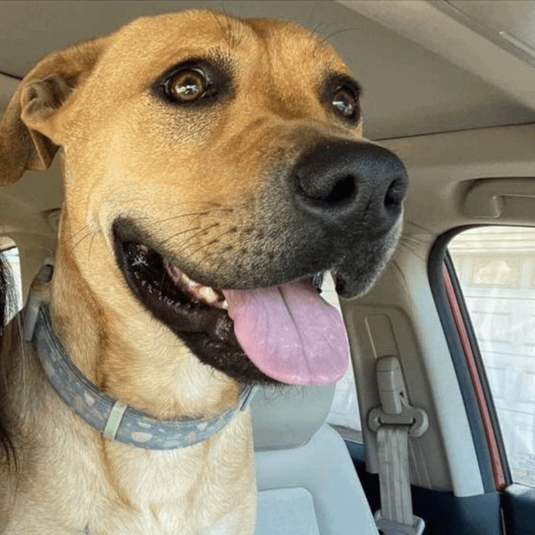 Dog for adoption Apollo, a Yellow Labrador Retriever & Pit Bull