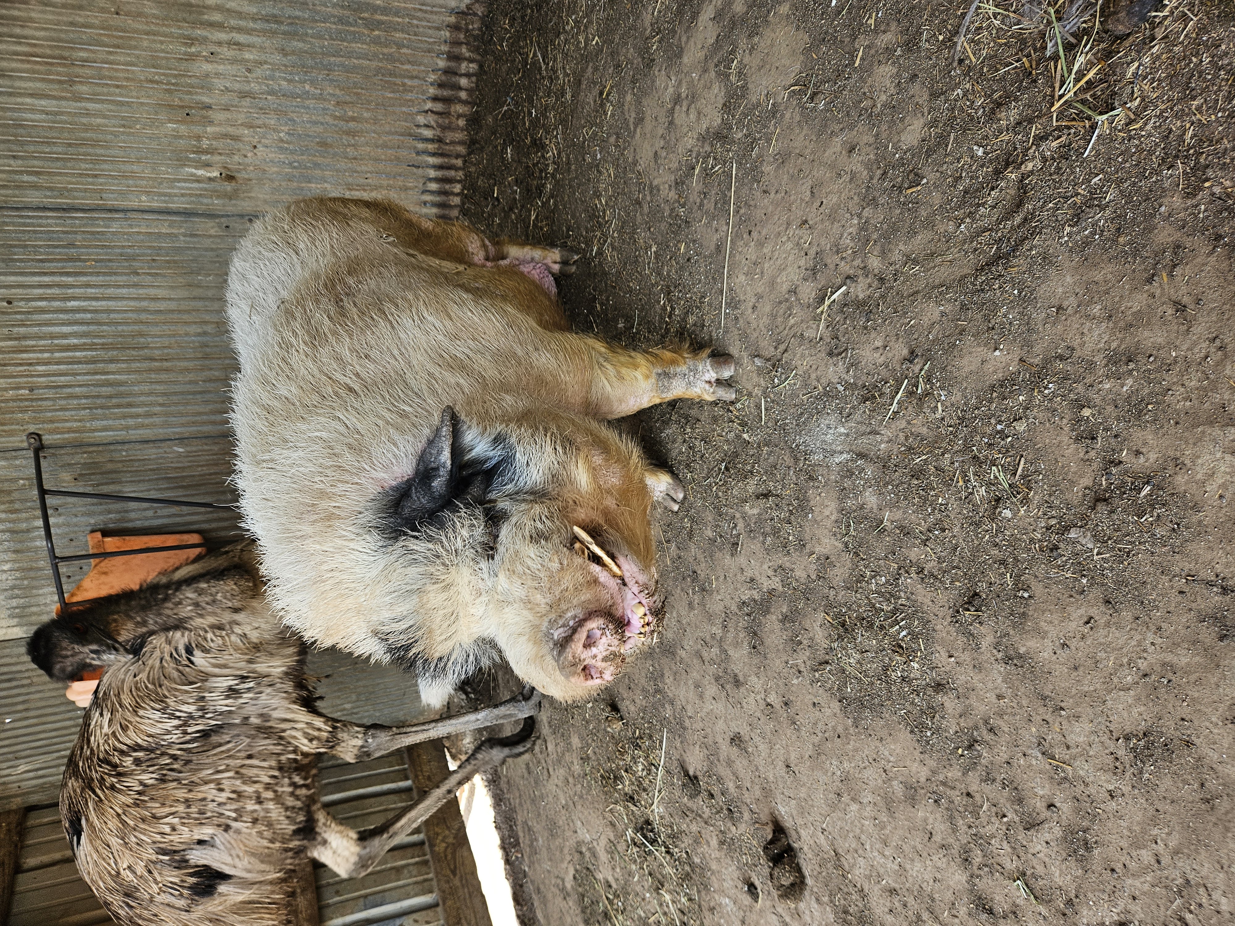 Rich the Pig, Adult Male unknown