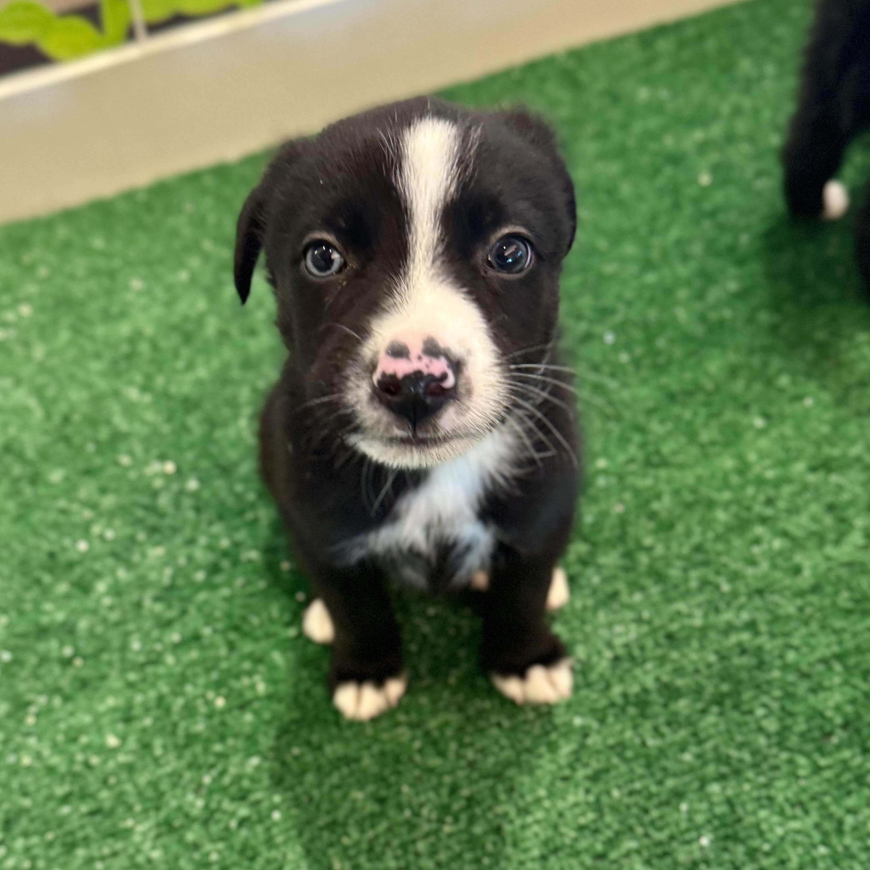 Cheeto , a Adoptable Mixed Breed in Henderson, NV image 1/2